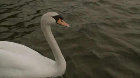 Swan swimming close up Video stock 37151601