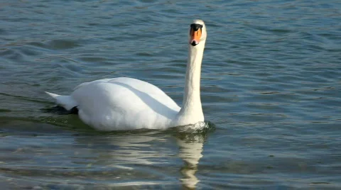 Swan swimming Vidéo 444697