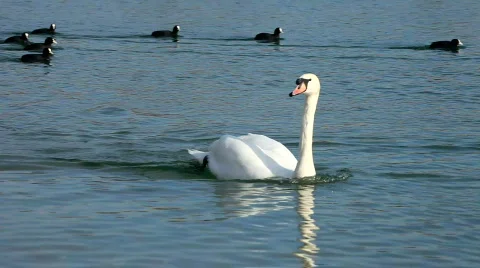 Swan swimming Vidéo 444713