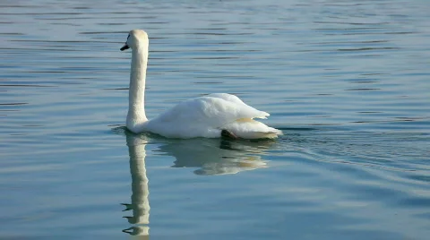 Swan swimming Stock Footage 444716