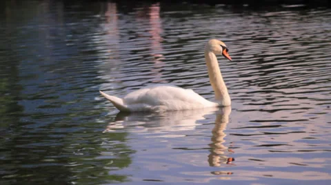 A Swan Swimming Video stock 39328371