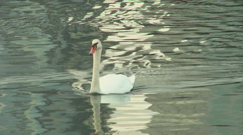 Swan swimming Stock Footage 44754396