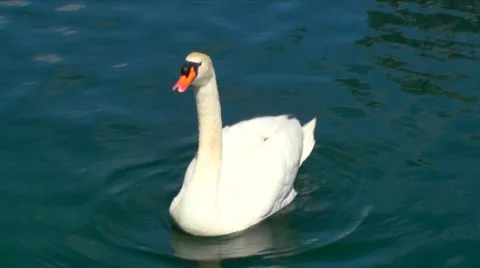 Swan Swimming Stock Footage 50134966