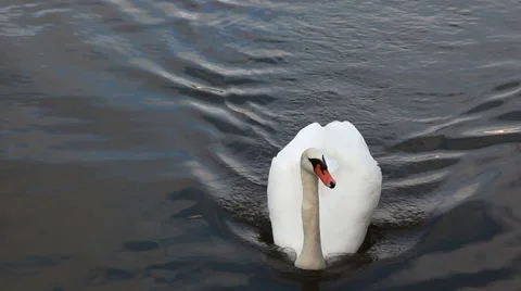 Swan swimming Stock Footage 56876158