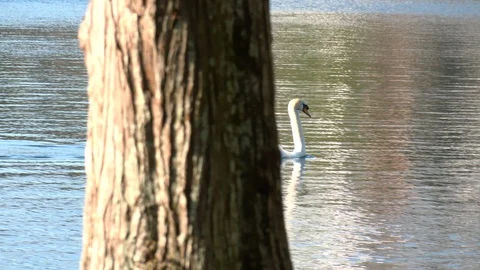 Swan Swimming Stock Footage 128750324