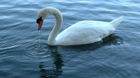 Swan Swimming Stock Footage 128750500
