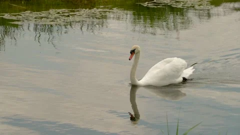 Swan swimming Video stock 142212760