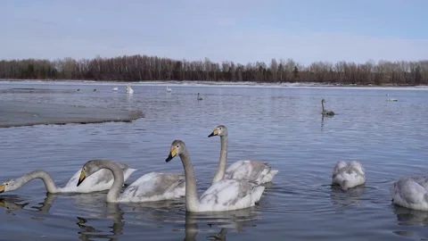 Swan swimming Stock Footage 175065756