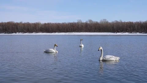 Swan swimming Stock Footage 175788992