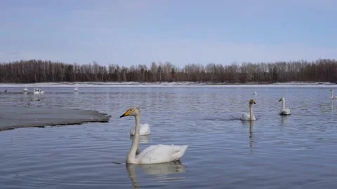 Swan swimming Stock Footage 177386113