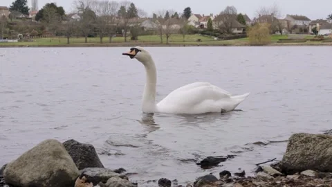 Swan Swimming Vídeos de archivo 300190000