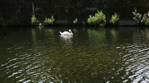 Swan swimming in a lake Stock Footage 67089778