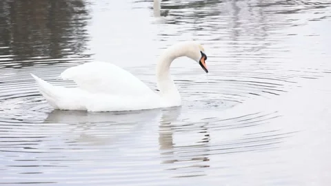 Swan swimming on a lake Stock Footage 313448640