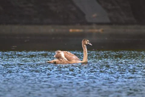 Swan swimming in a lake in fulda, germany Stock Photos