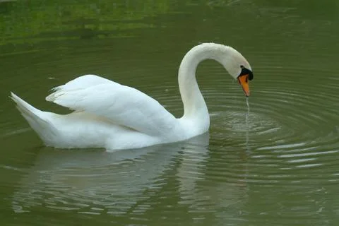Swan swimming in lake Stock Photos