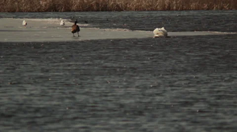 Swan Swimming Near Ice Stock Footage
