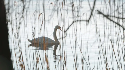 A swan swimming on the pond Stock Footage 104732019