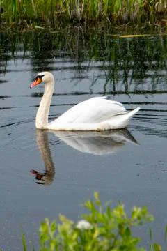 Swan swimming in a pond Stock Photos