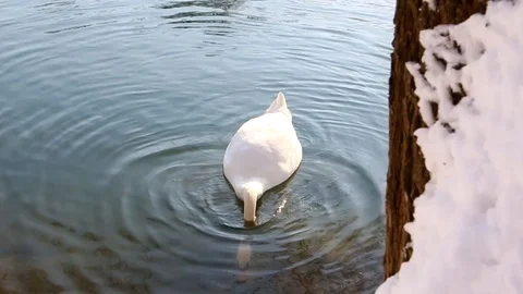 Swan swimming on a river 動画素材 86846237