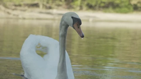 Swan swimming on a river Stock Footage 107533049