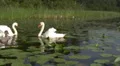 Swan swimming with signets HD Footage