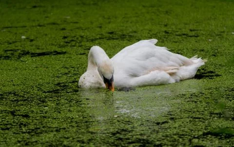 Swan Swimming Through Algae While Eating Foto stock