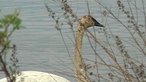 Swan Swimming Through Branches Stock Footage 105072904