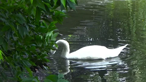 Swan swimming in the trees Stock Footage 77206923