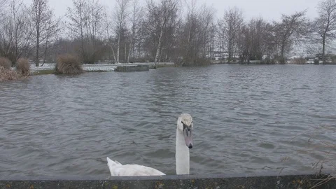 Swan Swimming in Winter Stock Footage 87306769