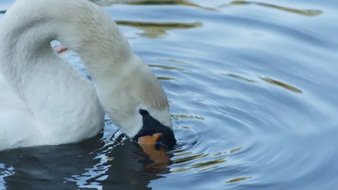 The swan swims and eats bread 4к 120fps Stock Footage 244888810