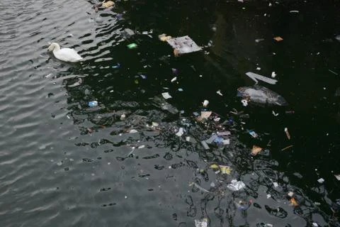 Swan swims away from dense patch of waterway floating litter. Logos removed. Stock Photos