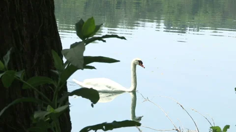 A swan swims Video stock 60672479
