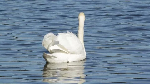 The swan swims Video stock 85013264