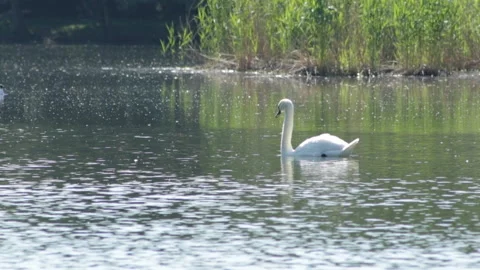 The swan swims Stock Footage 90608609