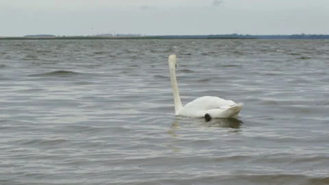 Swan swims 库存影片 120689184