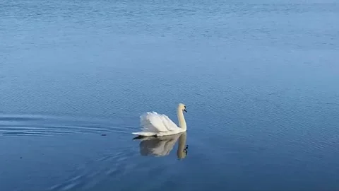 Swan swims Stock Footage 207788154