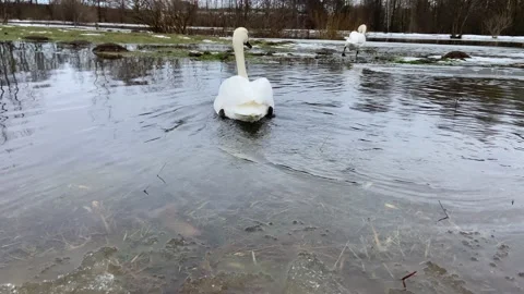 Swan swims Video stock 228902192