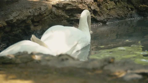 Swan swims in a pond Stock-Footage 120083046