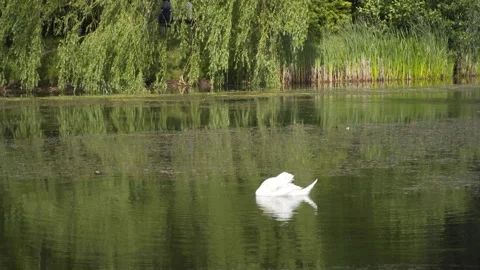 Swan swims on the pond Video stock 201054984