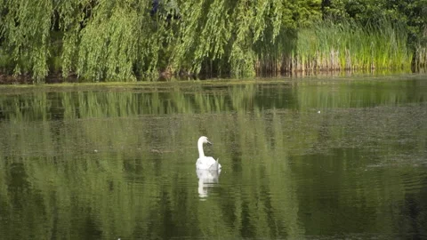 Swan swims on the pond Stock Footage 201055471