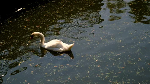 A swan swims in a pond. Selective focus. Stock Footage 317249939
