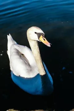 Swan swims quiet along the river, Lago Maggiore, Italy Stock Photos