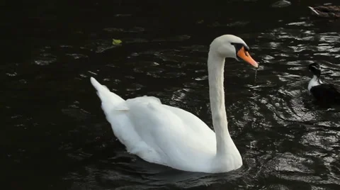 Swan Swims to the Right Stock Footage 936233