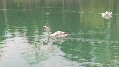 Swan swims on surface of water Stock Footage 304740971