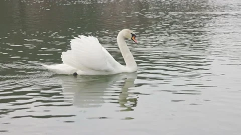 Swan swims in the water Stock Footage 238564287