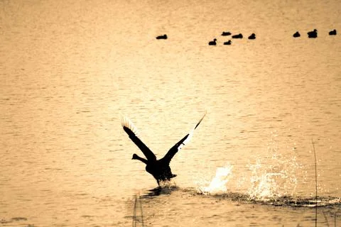Swan take off Stock Photos