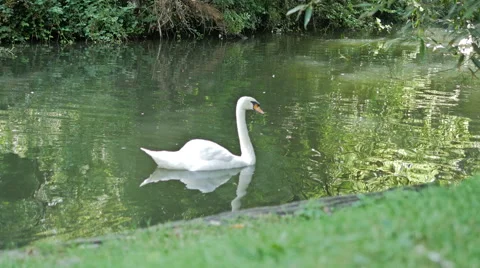 Swan on Thames River in Windsor Stock Footage 40732524