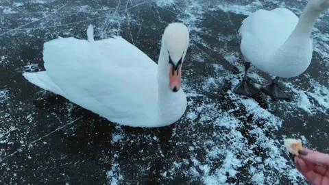 The swan took the bread from his hand Stock Footage 234299397