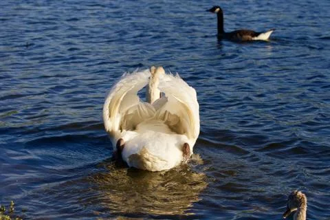 The swan is trying to attack Stock Photos