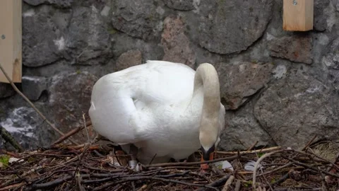 A swan turns eggs in a nest made of branches Stock Footage 237987150